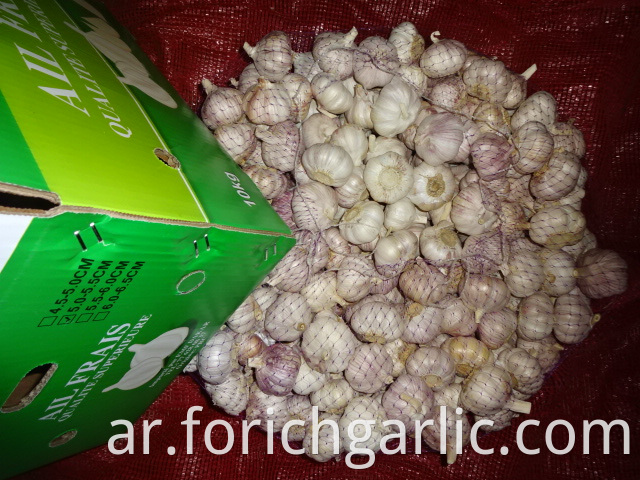 Fresh High Quality Garlic Crop 2019